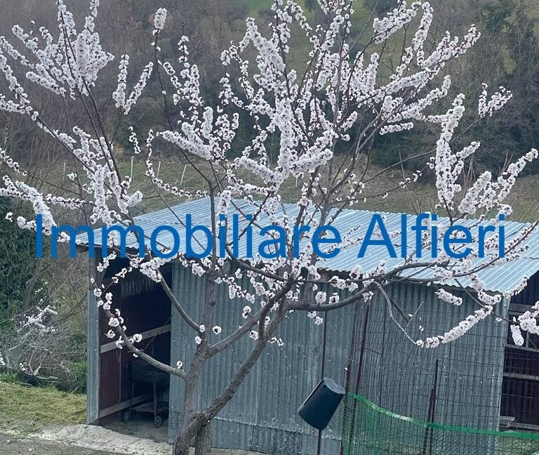 WhatsApp Image 2025-03-17 at 16.39.43 (1)