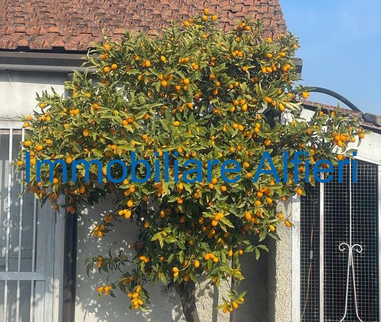 WhatsApp Image 2025-03-17 at 16.39.44